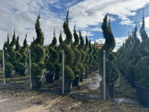 Leylandii - Cupressocyparis leylandii - Spirale - 240 cm