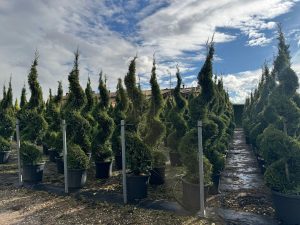 Leylandii - Cupressocyparis leylandii - Spirale - 240 cm