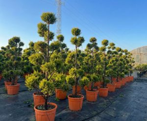 Leylandii - Pom-Pon - 220 cm