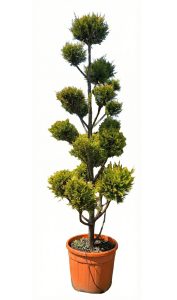 Leylandii - Pom-Pon - 220 cm