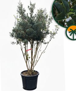 Osmanthus ilicifolius - mehrstämmig - 240 cm