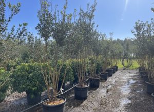 Osmanthus ilicifolius - mehrstämmig - 240 cm