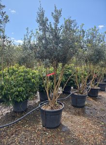 Osmanthus ilicifolius - mehrstämmig - 240 cm