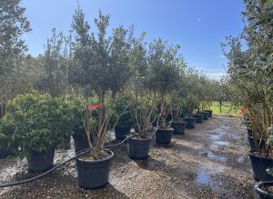 Osmanthus ilicifolius - mehrstämmig - 240 cm