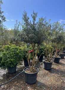 Osmanthus ilicifolius - mehrstämmig - 240 cm