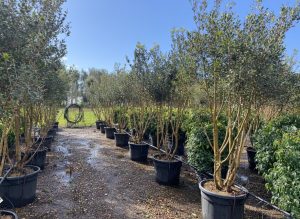 Osmanthus ilicifolius - mehrstämmig - 240 cm