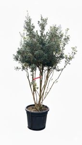 Osmanthus ilicifolius - mehrstämmig - 240 cm