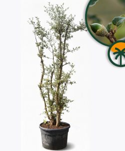 Korkeiche - Quercus suber - mehrstämmig - 250 cm