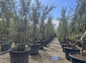 Korkeiche - Quercus suber - mehrstämmig - 250 cm