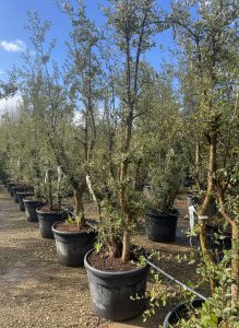 Korkeiche - Quercus suber - mehrstämmig - 250 cm