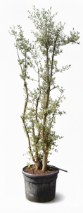 Korkeiche - Quercus suber - mehrstämmig - 250 cm