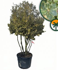 Steineiche - Quercus ilex - mehrstämmig - 250 cm