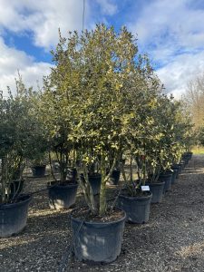 Steineiche - Quercus ilex - mehrstämmig - 250 cm