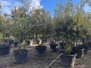 Steineiche - Quercus ilex - mehrstämmig - 250 cm