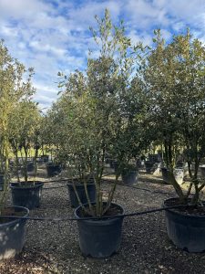 Steineiche - Quercus ilex - mehrstämmig - 250 cm