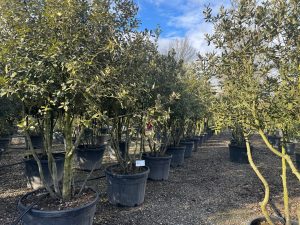Steineiche - Quercus ilex - mehrstämmig - 250 cm