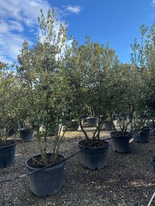 Steineiche - Quercus ilex - mehrstämmig - 250 cm