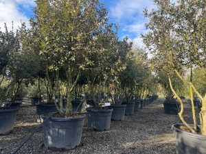 Steineiche - Quercus ilex - mehrstämmig - 250 cm