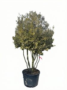 Steineiche - Quercus ilex - mehrstämmig - 250 cm
