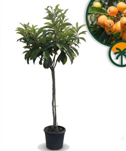 Japanische Wollmispel - Eriobotrya japonica - 200 cm