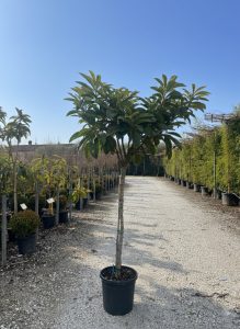 Japanische Wollmispel - Eriobotrya japonica - 200 cm