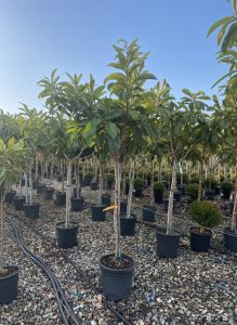 Japanische Wollmispel - Eriobotrya japonica - 200 cm