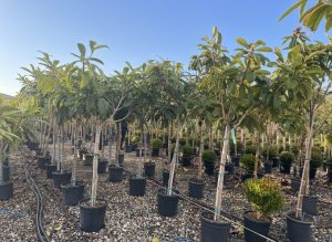 Japanische Wollmispel - Eriobotrya japonica - 200 cm