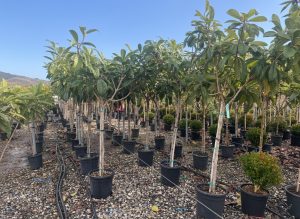 Japanische Wollmispel - Eriobotrya japonica - 200 cm