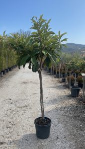 Japanische Wollmispel - Eriobotrya japonica - 200 cm