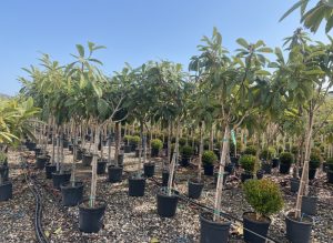 Japanische Wollmispel - Eriobotrya japonica - 200 cm