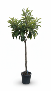 Japanische Wollmispel - Eriobotrya japonica - 200 cm