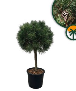 Waldkiefer - Pinus sylvestris - 150 cm