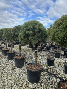 Waldkiefer - Pinus sylvestris - 150 cm