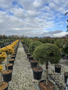 Waldkiefer - Pinus sylvestris - 150 cm