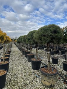 Waldkiefer - Pinus sylvestris - 150 cm