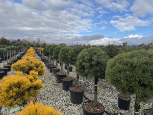 Waldkiefer - Pinus sylvestris - 150 cm