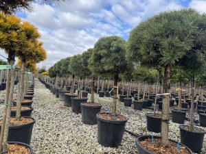 Waldkiefer - Pinus sylvestris - 150 cm