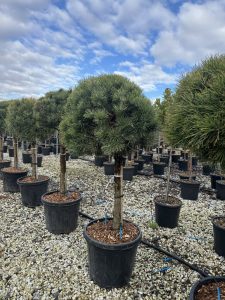 Waldkiefer - Pinus sylvestris - 150 cm