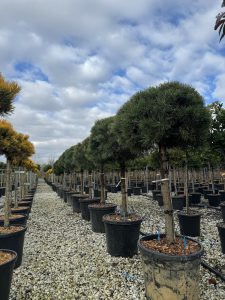 Waldkiefer - Pinus sylvestris - 150 cm