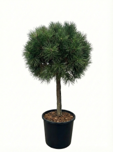 Waldkiefer - Pinus sylvestris - 150 cm