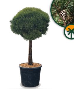 Waldkiefer - Pinus sylvestris - 170 cm