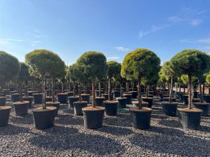 Waldkiefer - Pinus sylvestris - 170 cm