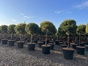 Waldkiefer - Pinus sylvestris - 170 cm
