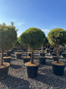 Waldkiefer - Pinus sylvestris - 170 cm