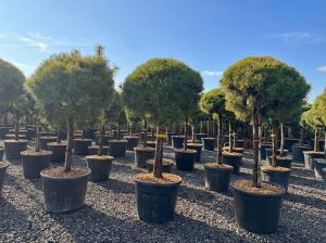 Waldkiefer - Pinus sylvestris - 170 cm