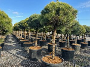 Waldkiefer - Pinus sylvestris - 170 cm