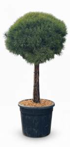 Waldkiefer - Pinus sylvestris - 170 cm
