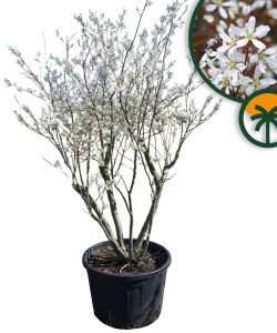 Felsenbirne - Amelanchier lamarckii - mehrstämmig XXL - 250 cm