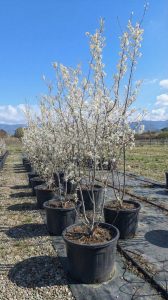 Felsenbirne - Amelanchier lamarckii - mehrstämmig XXL - 250 cm