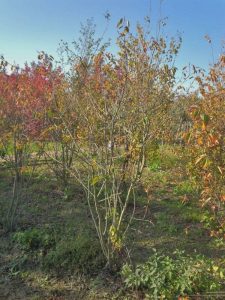 Felsenbirne - Amelanchier lamarckii - mehrstämmig XXL - 250 cm